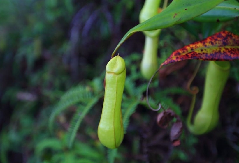 The Rainforest Ecolodge