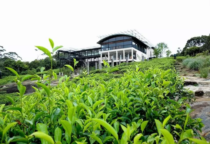 The Rainforest Ecolodge