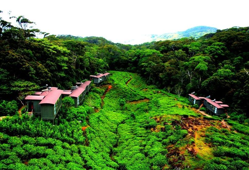 The Rainforest Ecolodge