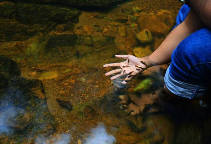 The Rainforest Ecolodge