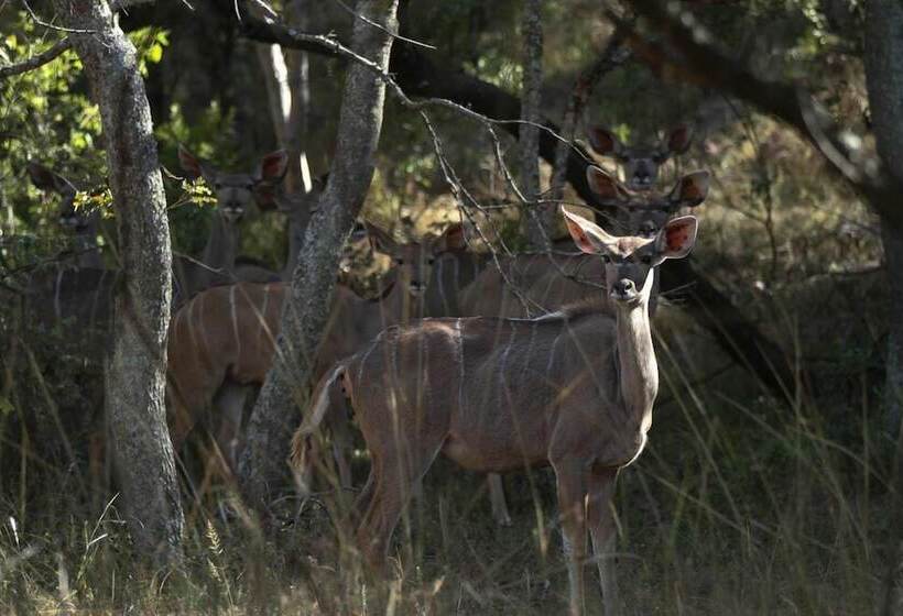 酒店 Lejwe La Metsi Game Farm Pty Ltd