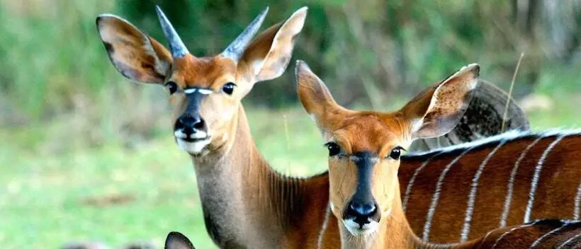 هتل Lejwe La Metsi Game Farm Pty Ltd