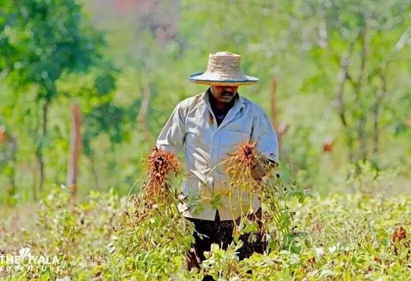 هتل The Yala Camping