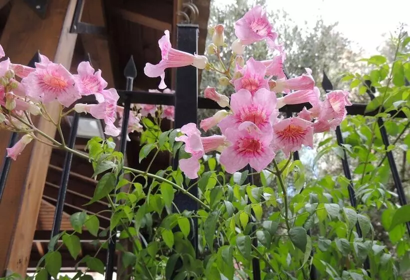 Panzió St. George’s Cathedral Pilgrim Guesthouse – Jerusalem