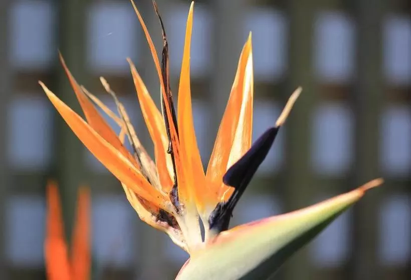 مبيت وإفطار Innzululand Guest Lodge