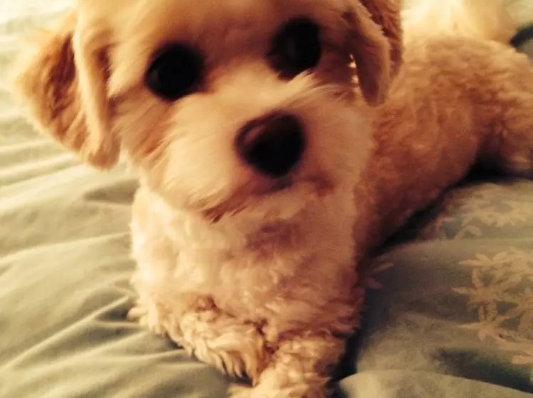 住宿加早餐  Sandown Manor