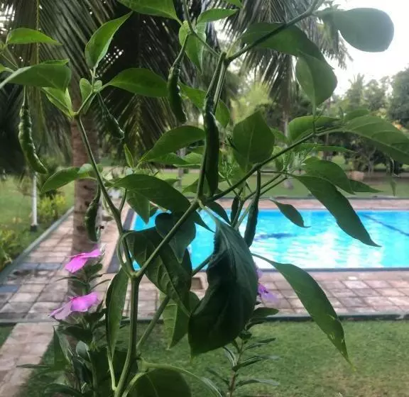 Hotel Lagoon Paradise