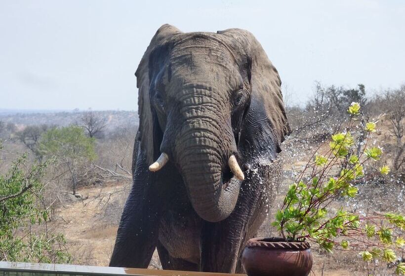 ホテル Mbizi Bush Lodge