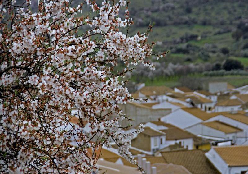 田舎風ホテル Las Monteras