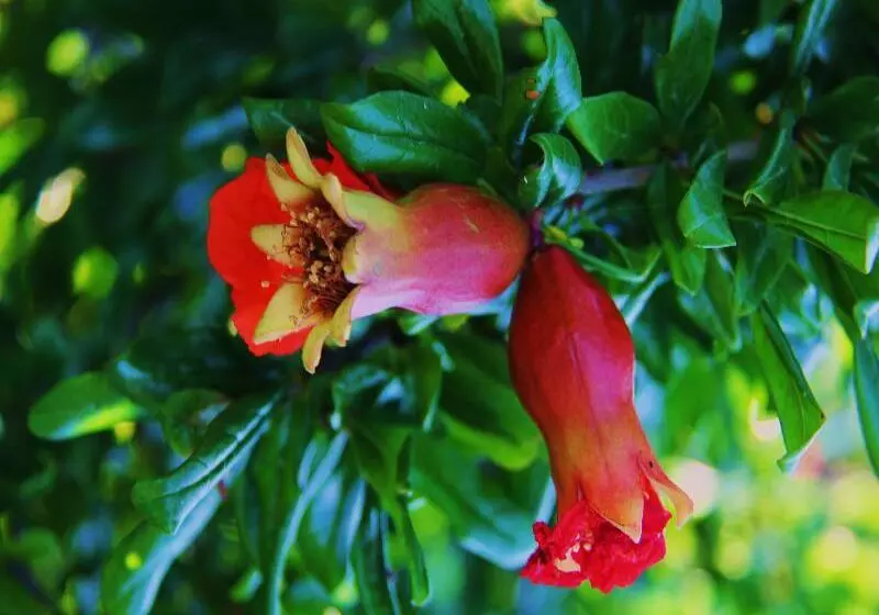 교외 호텔 Las Monteras