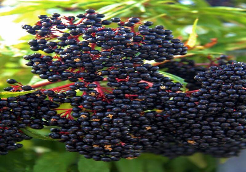 田舎風ホテル Las Monteras