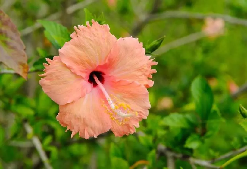 酒店 La Teada Ishigaki Resort