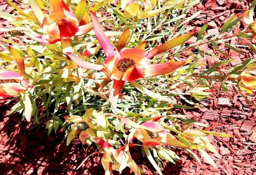 住宿加早餐 De Wingerd Wijnland Lodge