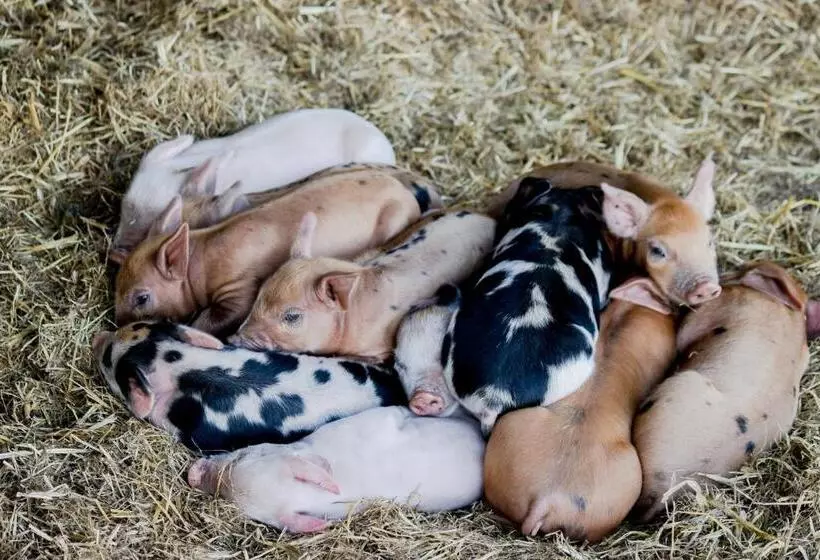 Freshwater Creek Cottages & Farm Stay