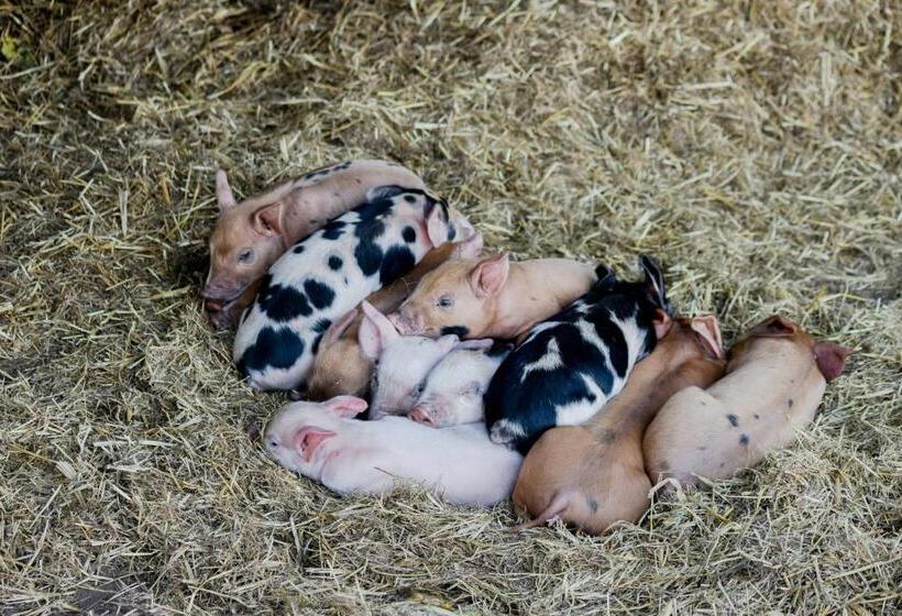 Freshwater Creek Cottages & Farm Stay