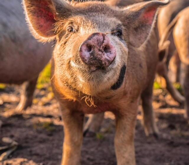 Freshwater Creek Cottages & Farm Stay