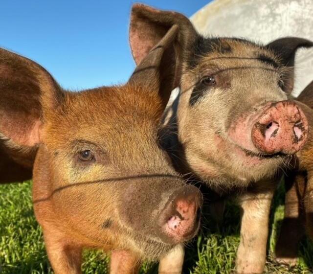 Freshwater Creek Cottages & Farm Stay