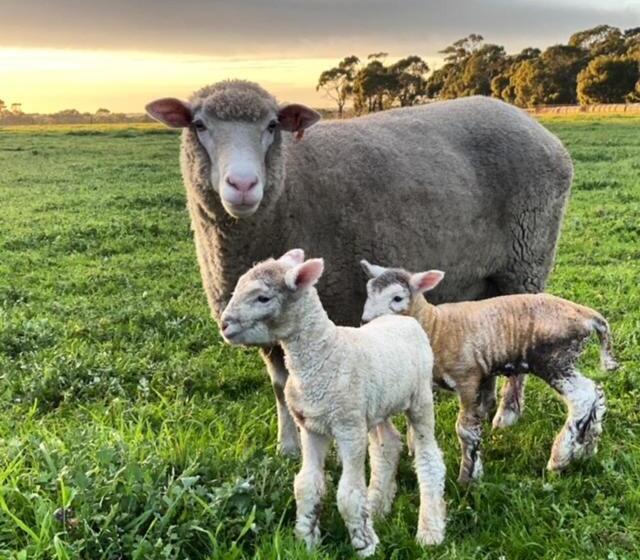 Freshwater Creek Cottages & Farm Stay