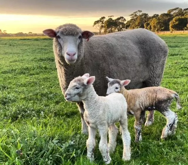 Freshwater Creek Cottages & Farm Stay