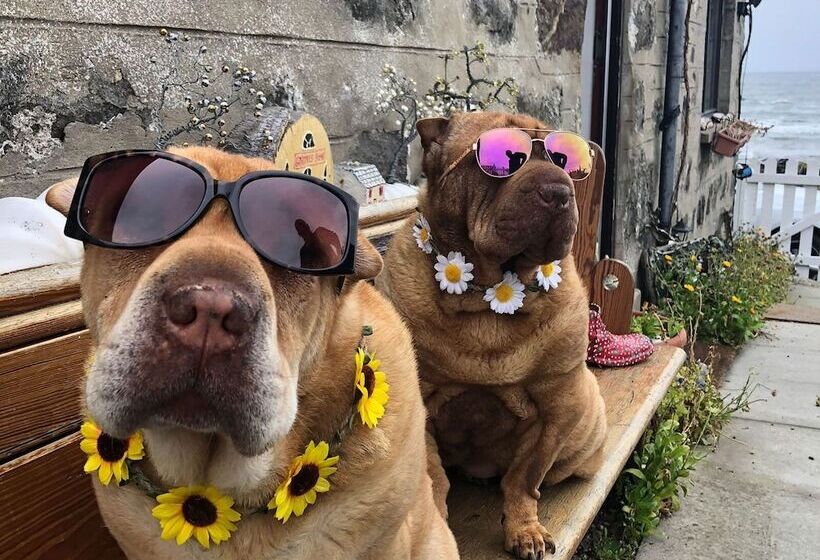 Pew With A View  Seafront Cottages