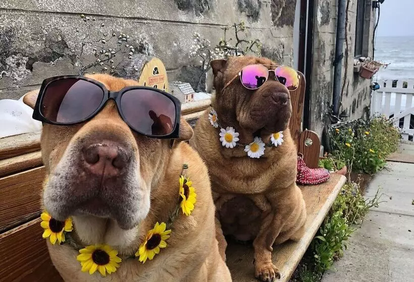 Pew With A View  Seafront Cottages