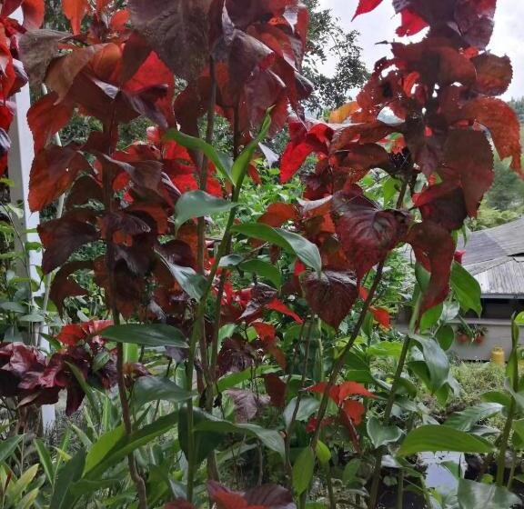 酒店 Moonriver Lodge