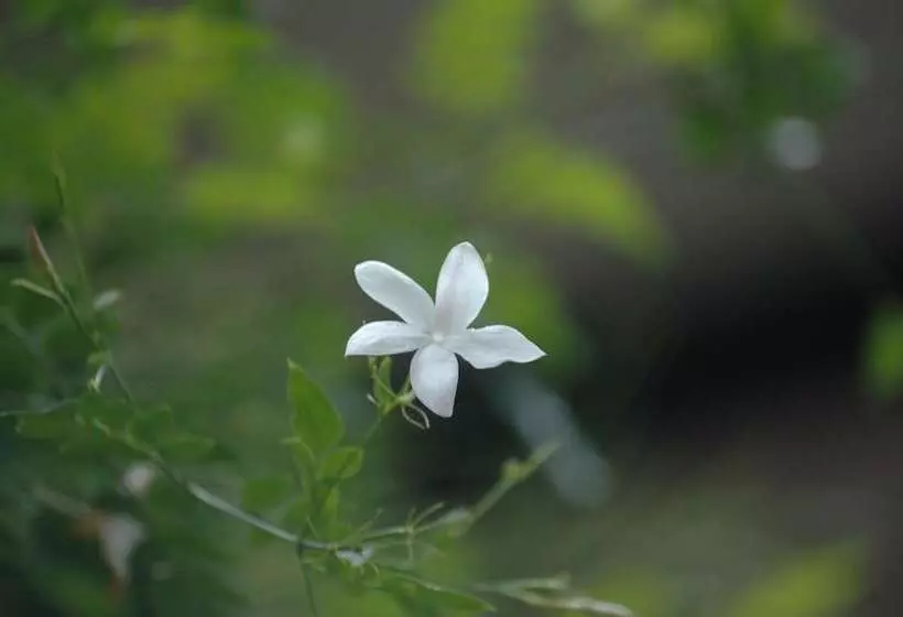 Lake Lodge Boutique Hotel Kandalama