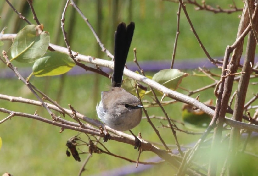 The Carriages Boutique Hotel and Vineyard