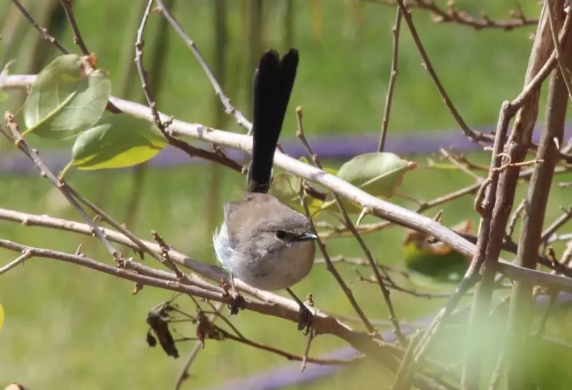 The Carriages Boutique Hotel and Vineyard