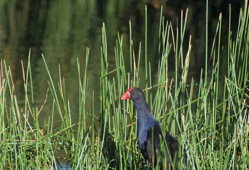 The Carriages Boutique Hotel and Vineyard