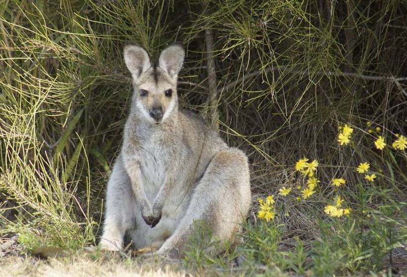 The Carriages Boutique Hotel and Vineyard