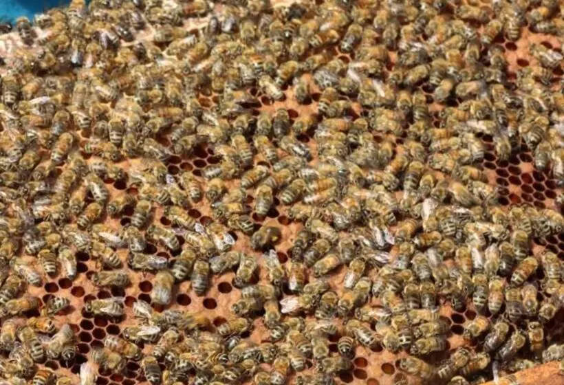 هتل Pepper Farm Phu Quoc Bungalow