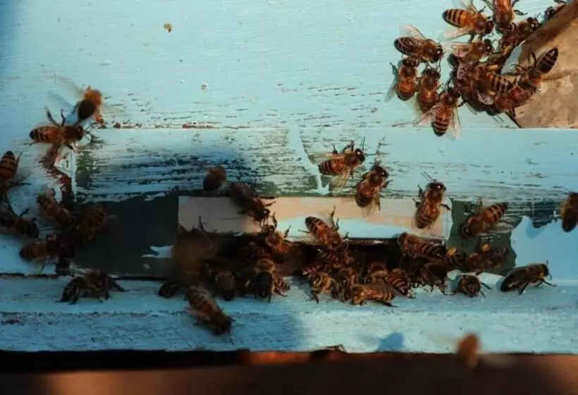 هتل Pepper Farm Phu Quoc Bungalow