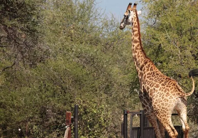 هتل Tshukudu Game Lodge