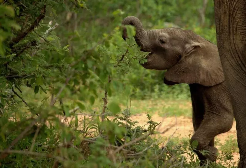 هتل Kapama Karula