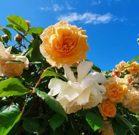 Antico Casale Tiravento