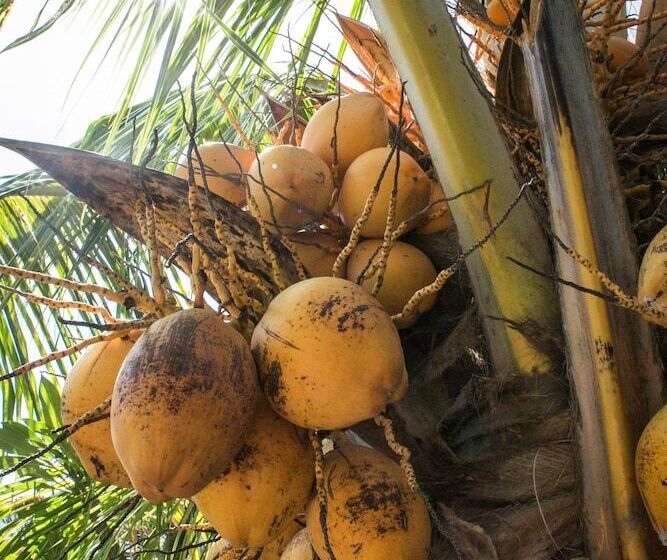 Отель Amed Harmony Bungalows And Villas