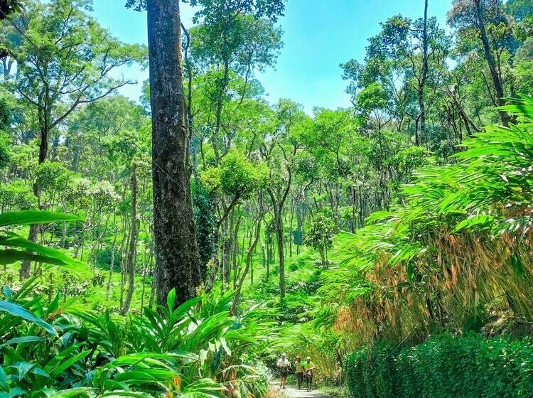 אתר נופש Mystic Mayapott Thekkady