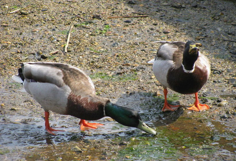 Leyland Country House