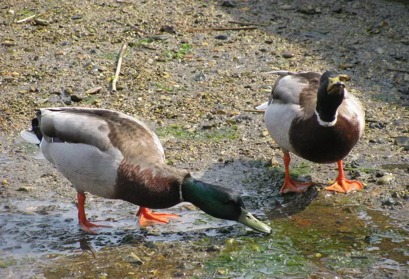 Leyland Country House