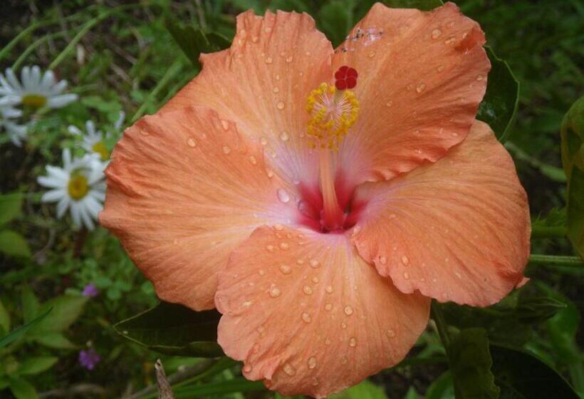 客栈  La Casa Amarilla