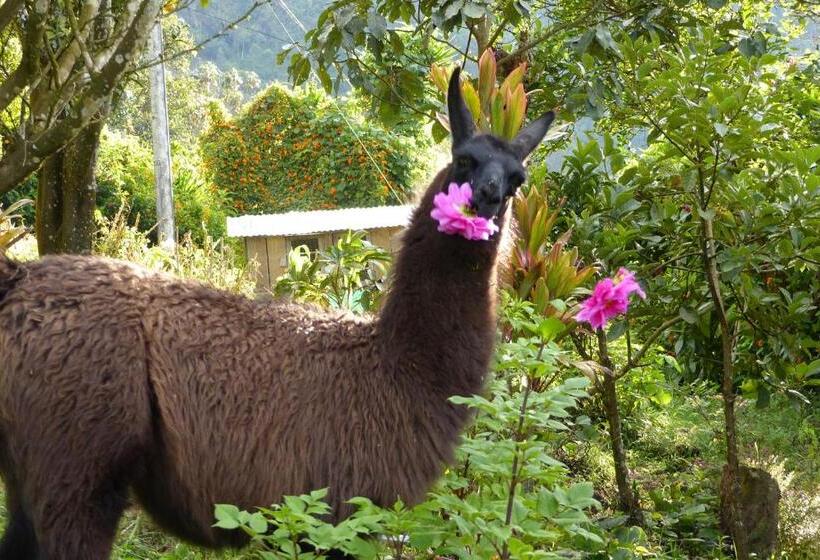 客栈  La Casa Amarilla