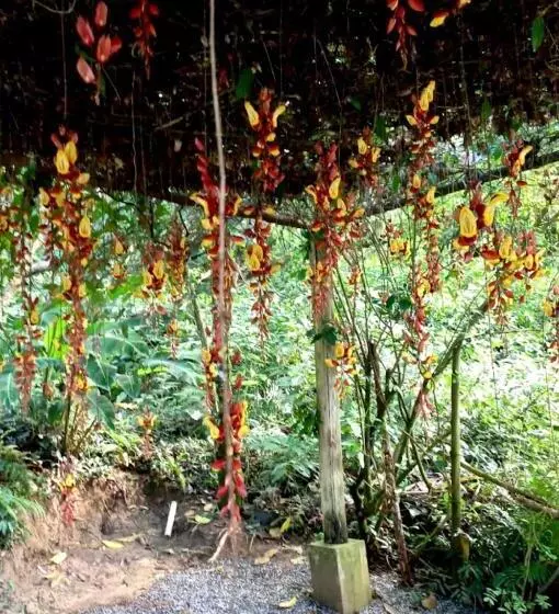 Hotelli Pousada Bosque Toque Toque