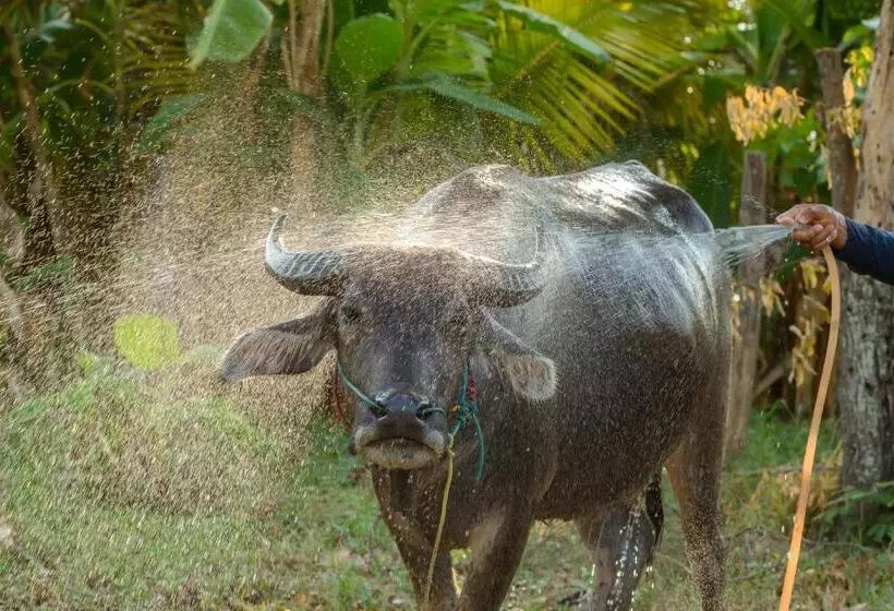 Phanomrung Hostel & Linn Chan Cafe พนมรุ้ง โฮส์เทล แอนด์ ลิณณ์จัง คาเฟ่