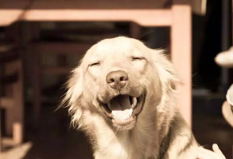 ホテル Haus Siegerland