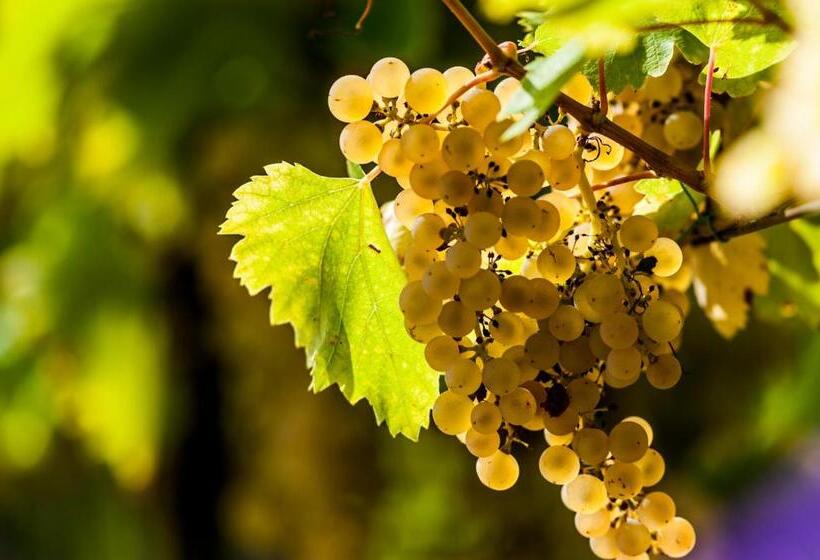 Bed and Breakfast Vulcano Guesthouse