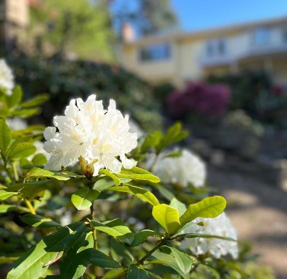 بنسيون The Rhodo Place