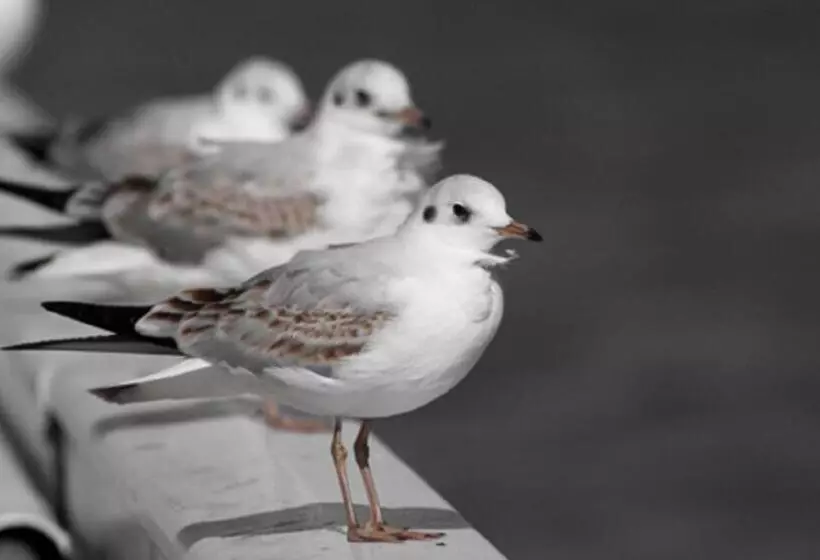 Hotelli Gastehaus Zur Linde