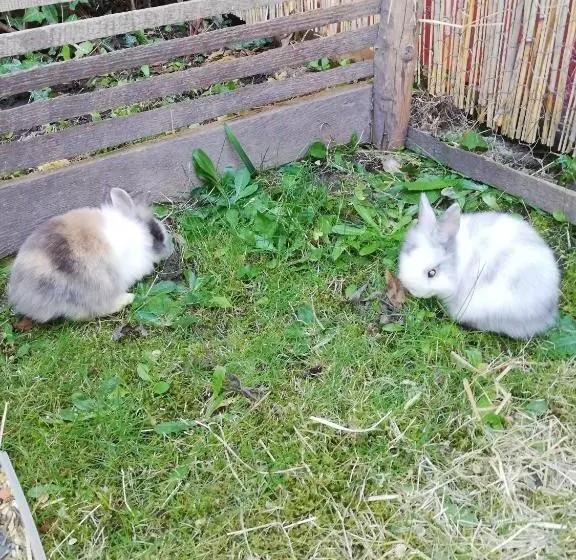 Hotelli Pension Check In