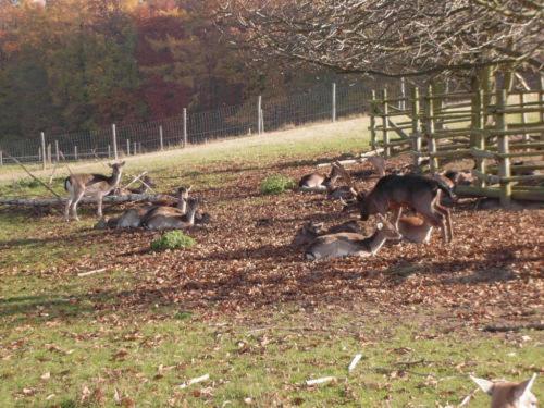 Waldhotel Forsthaus Remstecken
